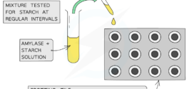 Instructions to reexamine A Level Required Practicals