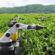 Agri AI models are being sown from India to APAC